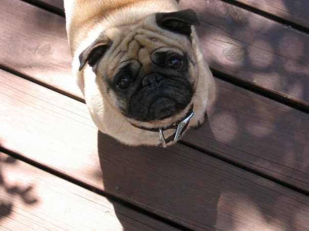 Pug dog looking up at camera, Minnesota mental health clinics, ccbhc Minnesota