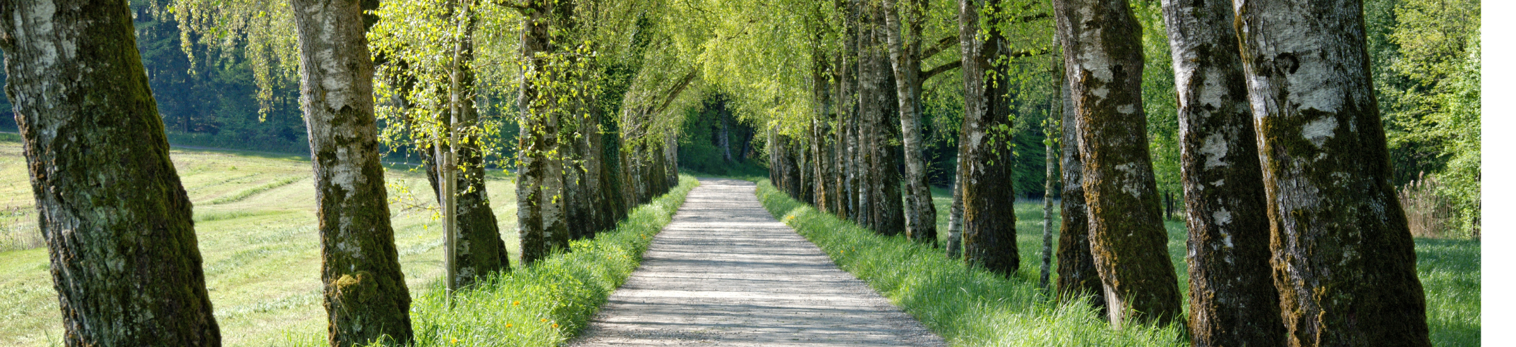 tree lined path - road to recovery, Minnesota mental health clinics, ccbhc Minnesota