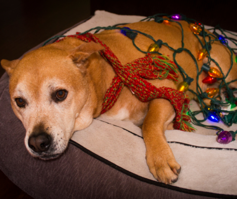 dog wrapped in christmas lights - holiday depression