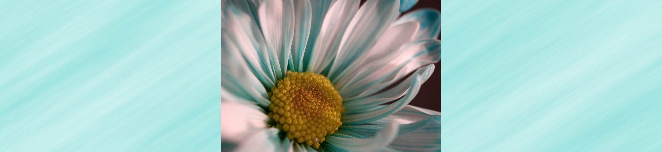 white flower - Sexual Assault Awareness Month, Minnesota mental health clinics, ccbhc Minnesota