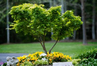 tree growing around flowers, Outpatient treatment, Psychological Evaluation, Outpatient Therapy, Substance Use Therapy